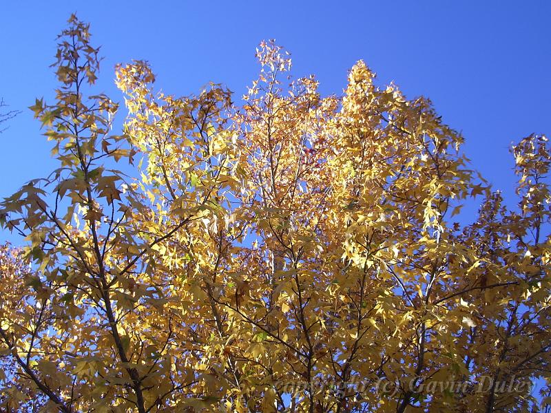 Autumn colours, University of New England IMGP8888.JPG